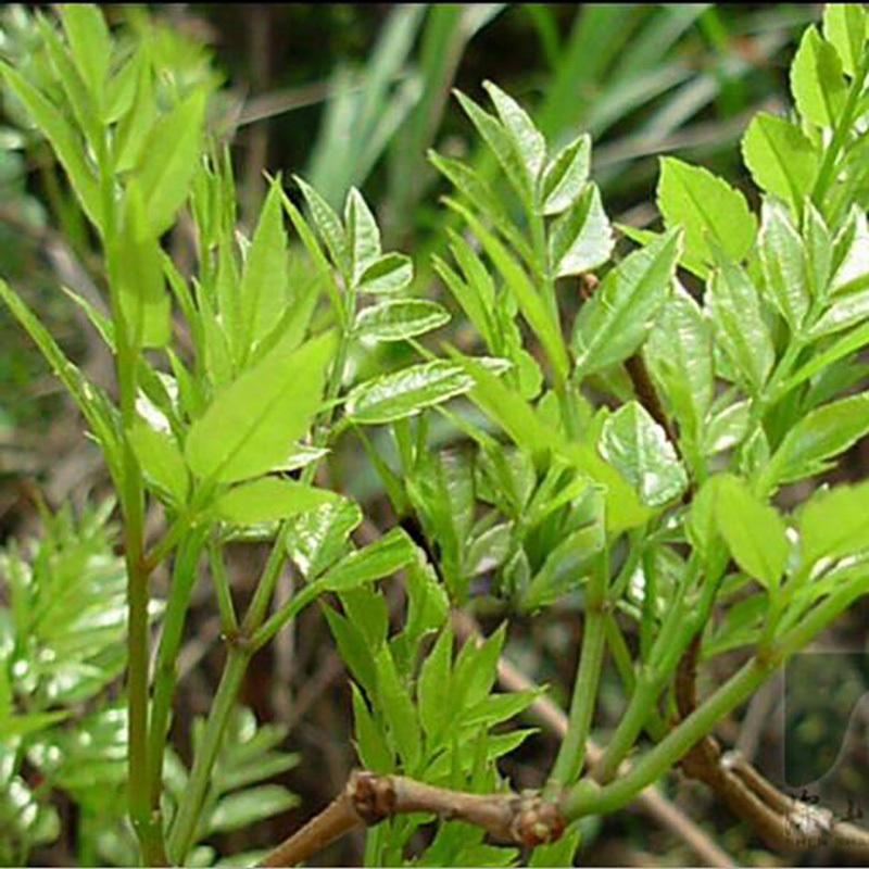 凉茶花草茶溪黄草批发 - Image 2