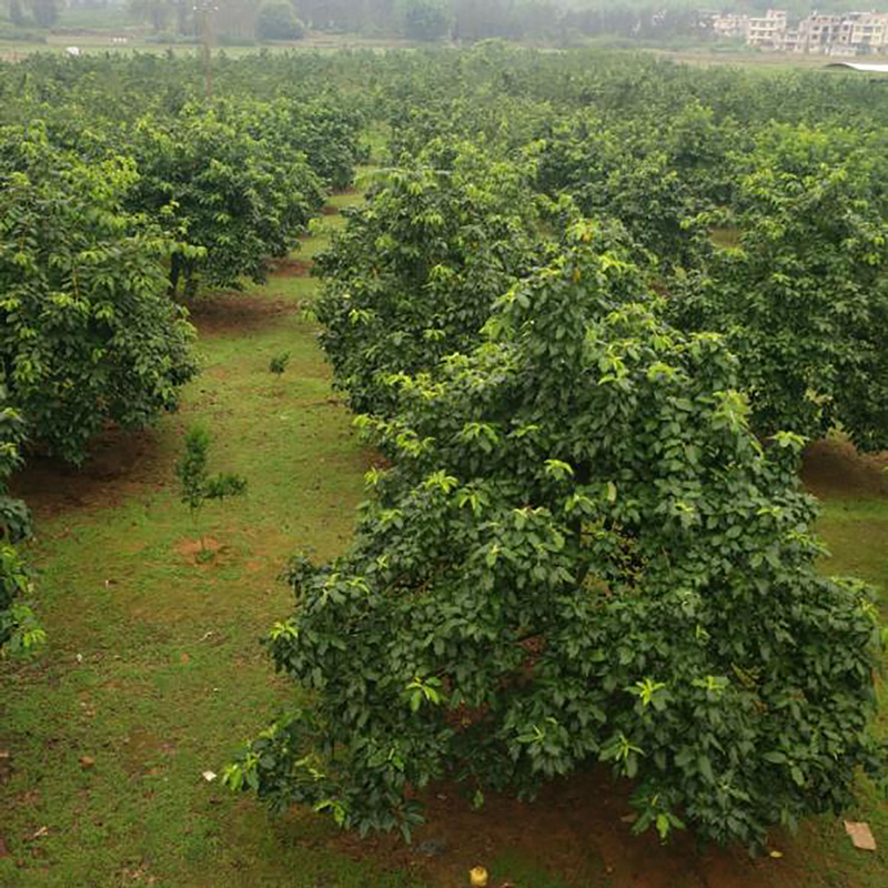 广西现货山楂粉 - Image 2