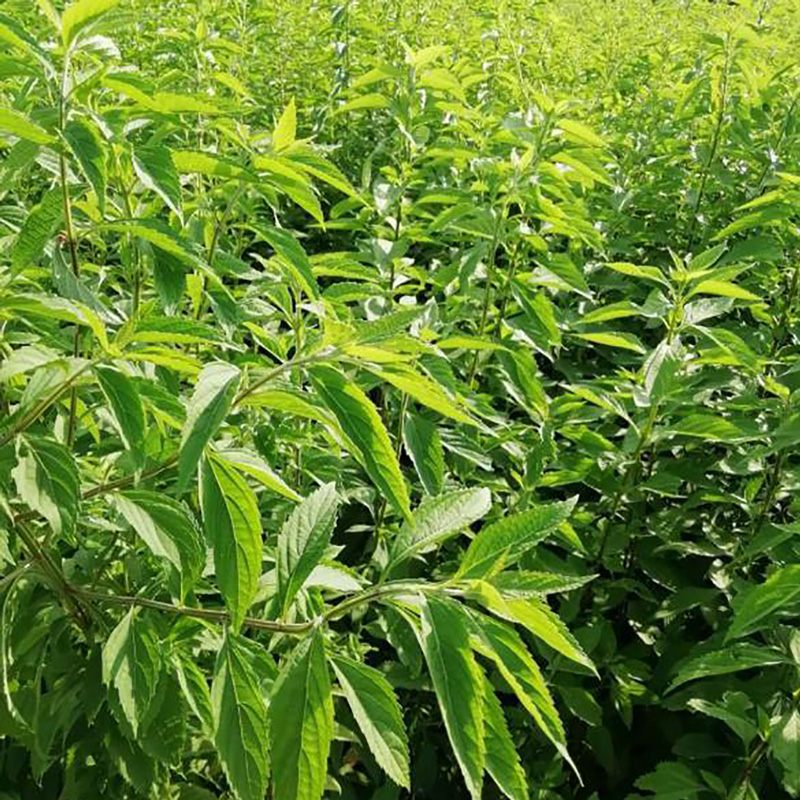 产地批发生产中药材批发溪黄草 - Image 4