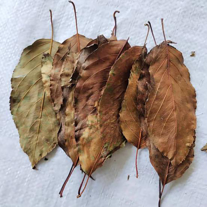 药食凉茶散装山楂叶 - Image 3