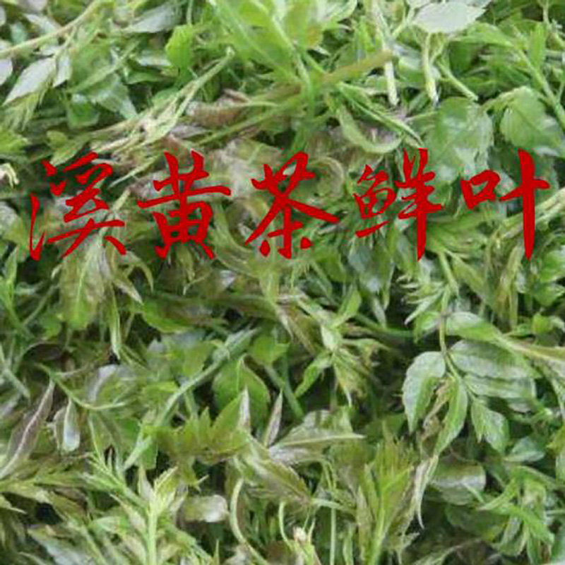 凉茶花草茶溪黄草批发 - Image 4