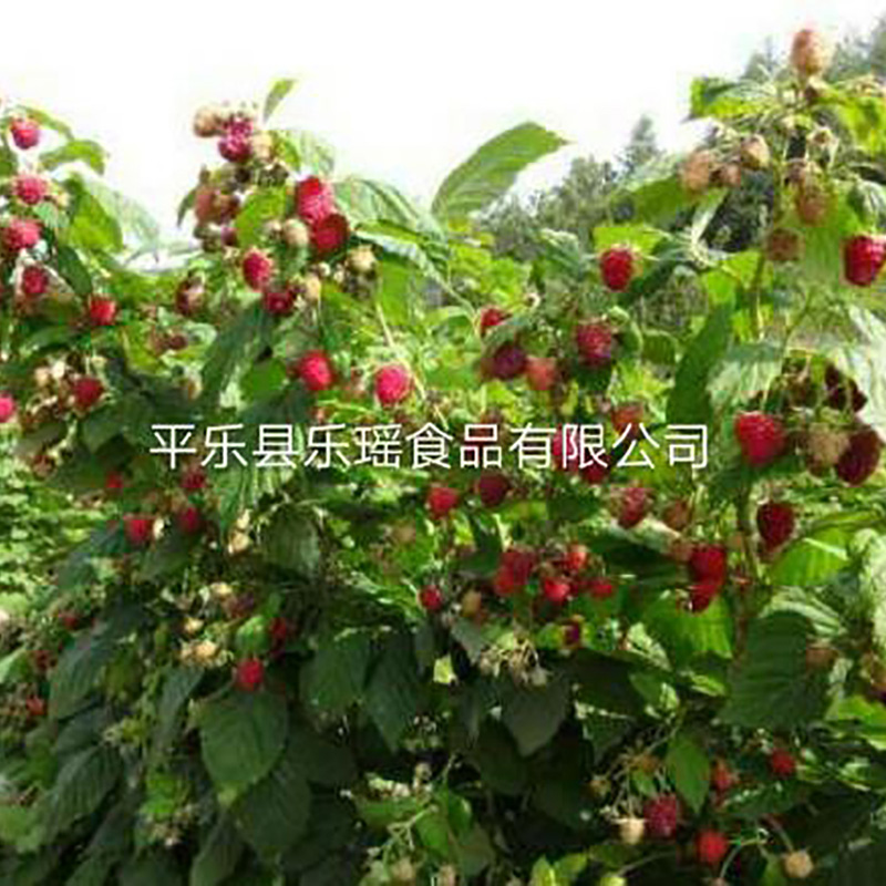 厂家供应无杂质覆盆子干 - Image 2