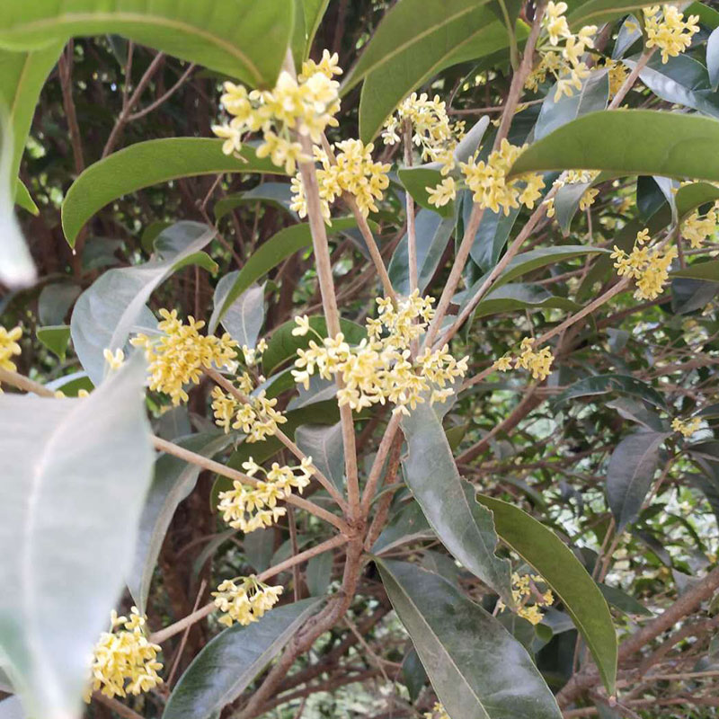 厂家批发桂花干 - Image 2