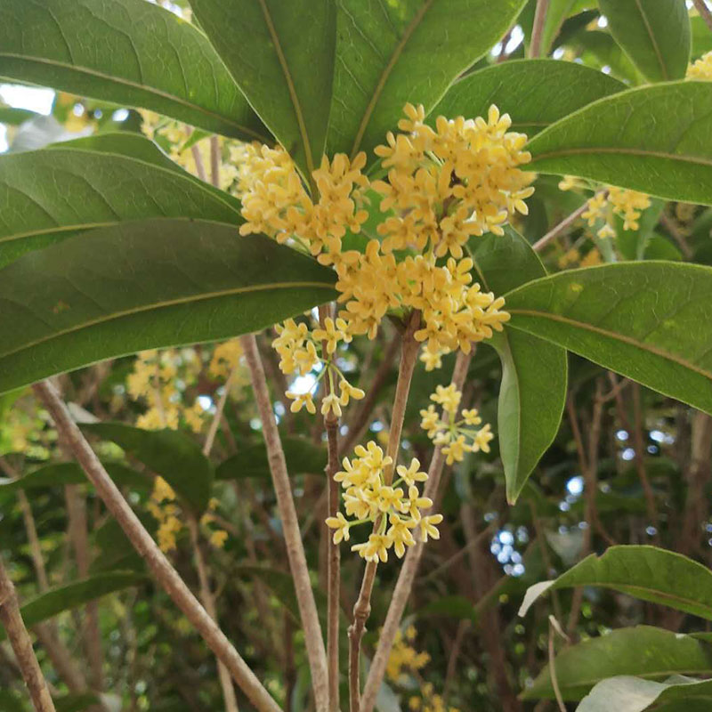 厂家批发桂花干 - Image 3